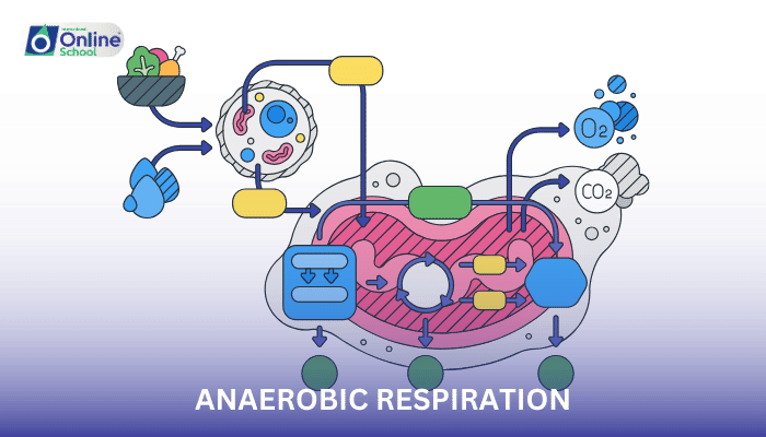 Lesson 09: Aerobic Respiration: Harnessing Energy from Oxygen